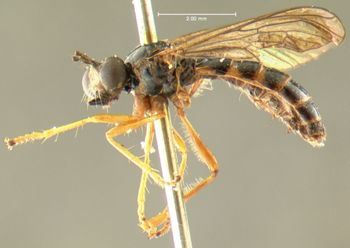 Media type: image;   Entomology 10036 Aspect: habitus lateral view